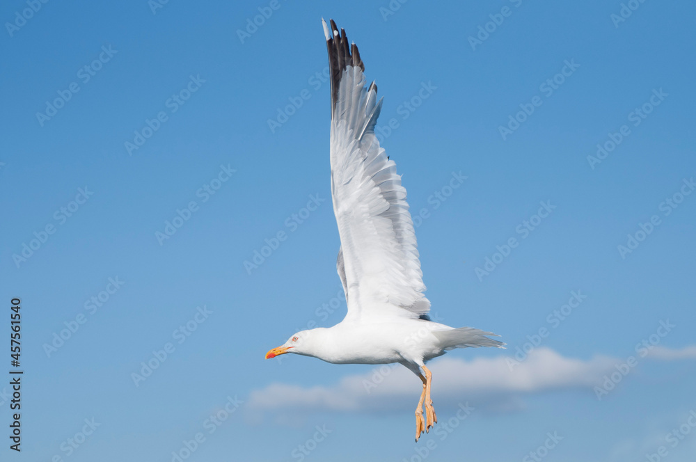 Fototapeta premium Close up of a flying seagull. Blue sky