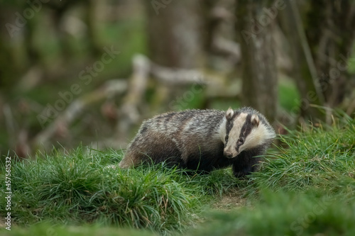 Badger on the grass, close up in Scotland in the daylight