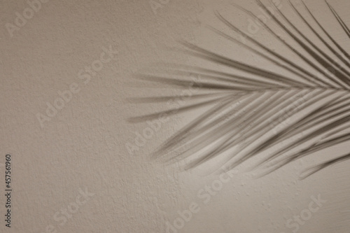 Shadow of tropical palm branch on light wall, space for text