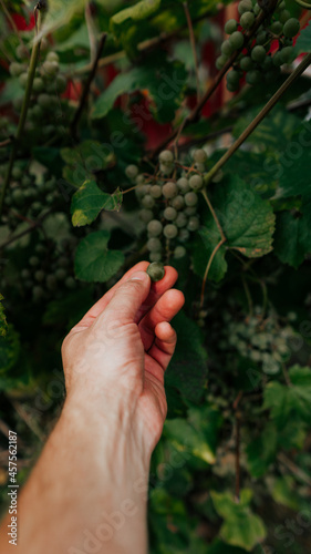 Close up of farmer male hands picking grape