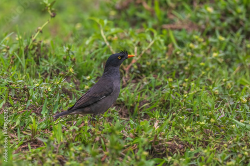 Great myna  Acridotheres grandis   or white-vented myna at Dehing Patkai National Park  Assam  India.