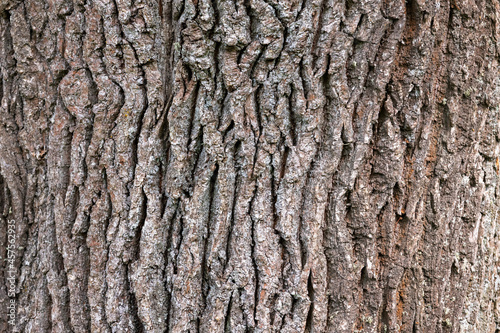Rough brown tree bark close-up, natural background