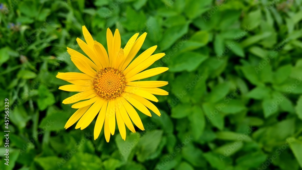 beautiful daisy spring morning green grass beautiful daisy spring morning green grass