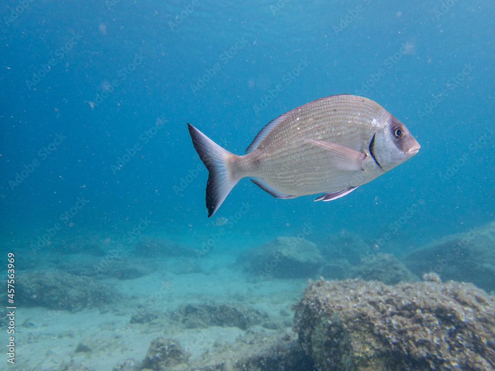Fototapeta premium Diving in nice clean sea water
