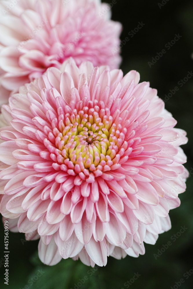 Fototapeta premium 菊 chrysanthemum