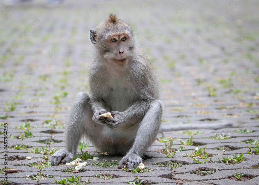 macaque eating in bali indonesia