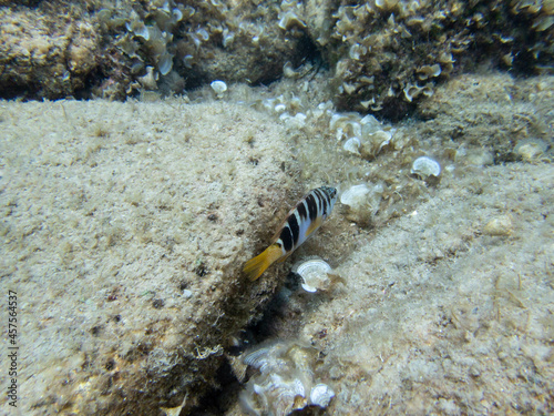 Diving in nice clean sea water