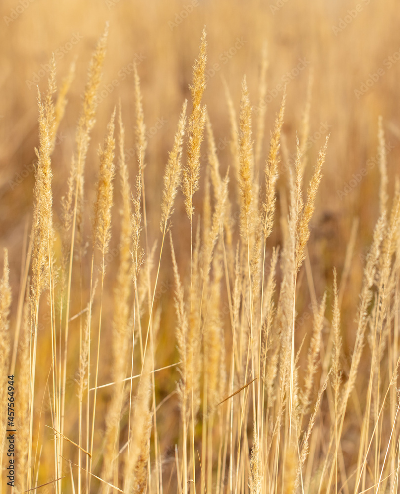 Yellow ears of grass in autumn. Yellow ears of grass in autumn.