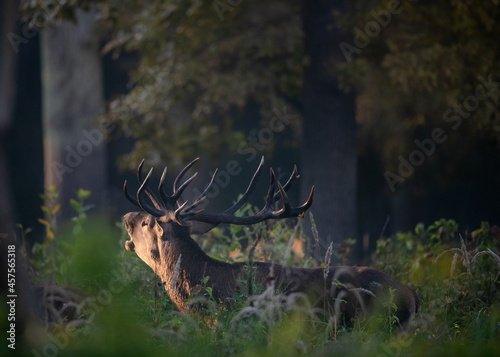 Red deer roaring in forest in autumn © Budimir Jevtic