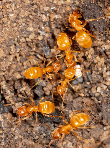 Yellow ants on the ground.