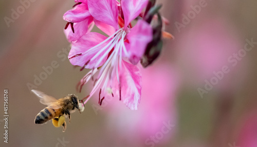 ape con polline photo