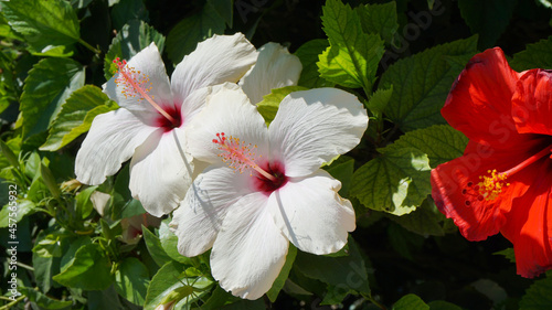 tropical plants shrubs blue sky flowers resort vacation summer vacation sun hotel