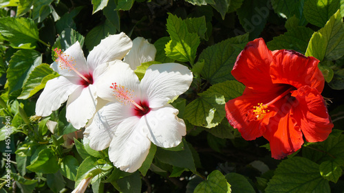 tropical plants shrubs blue sky flowers resort vacation summer vacation sun hotel