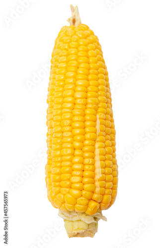 Ripe ear of corn isolated on a white background.