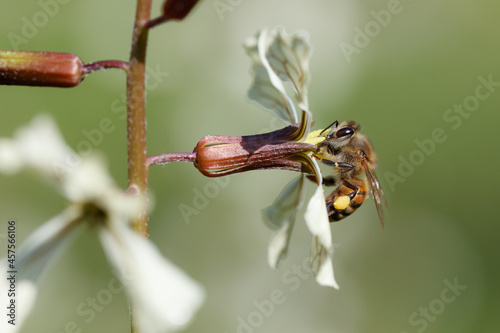 Honey bee feeding on a white flower, carrying full pollen basket.