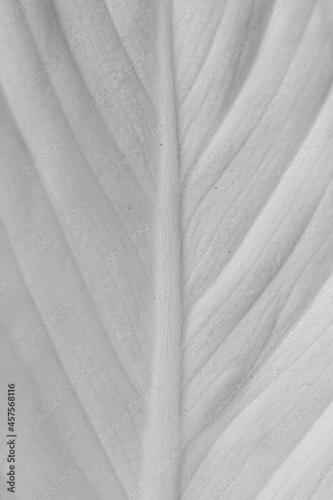 Obraz premium Close up background yellow green leaf texture