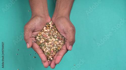 Assorted different types of beans and cereals grains in hand. Set of indispensable sources of protein for a healthy lifestyle. Everyday use at Indian households. © Raksha