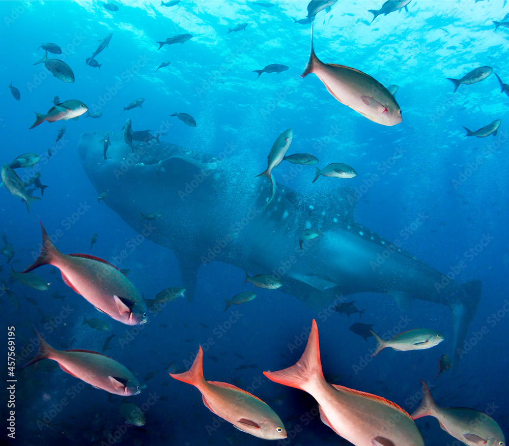 Obraz premium Gigantic Whale Shark and school of fish.