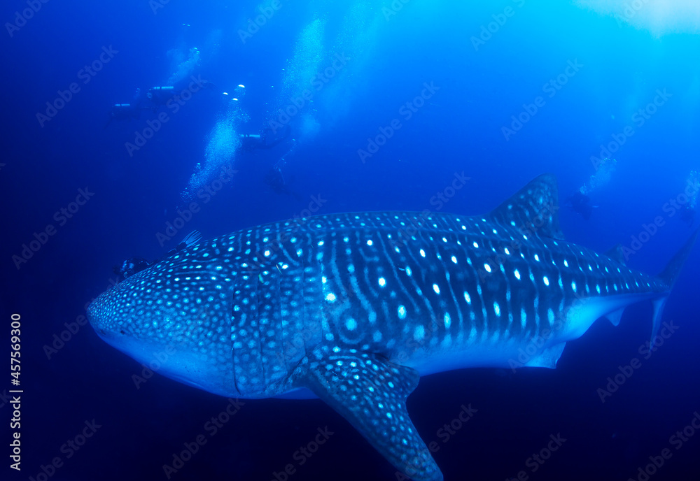 Gigantic Whale Shark and divers.
Gigantic Whale Shark and divers.