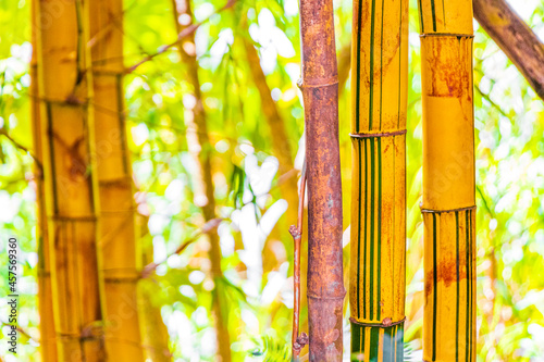 Green yellow bamboo trees tropical forest San Jos   Costa Rica.