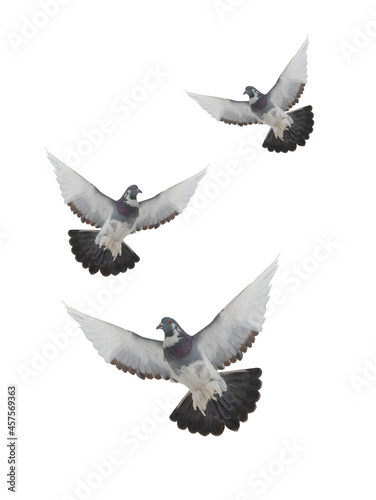 pigeons flying isolated on white background photo