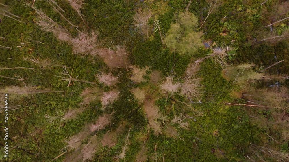Flight over the tops of tree. Vertical flight over bald forests. Views on swamp. Trees broken by the wind. Bent trees without leaves. Autumn time Flight over the tops of tree. Vertical flight over bald forests. Views on swamp. Trees broken by the wind. Bent trees without leaves. Autumn time