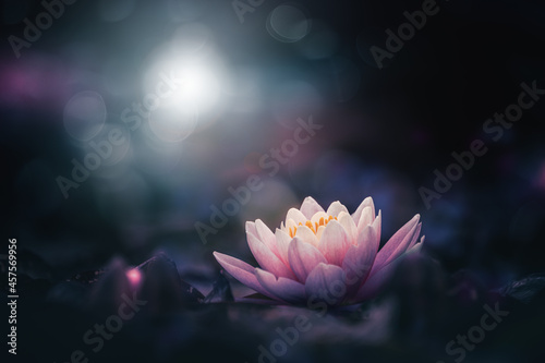 Fototapeta Naklejka Na Ścianę i Meble -  Pink lotus flower on shiny dark background 
