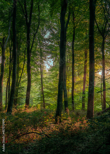 Fototapeta Naklejka Na Ścianę i Meble -  Morning Sunlight Through the Trees