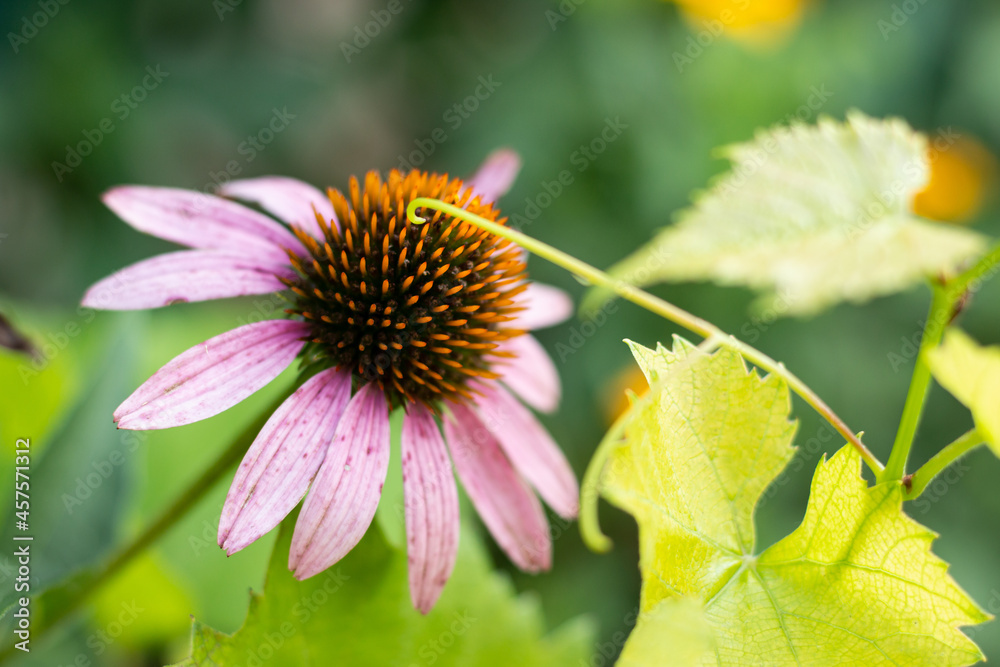 Bright Echinacea purpurea in the sunlight. Beautiful purple coneflower flowers. Bright Echinacea purpurea in the sunlight. Beautiful purple coneflower flowers.