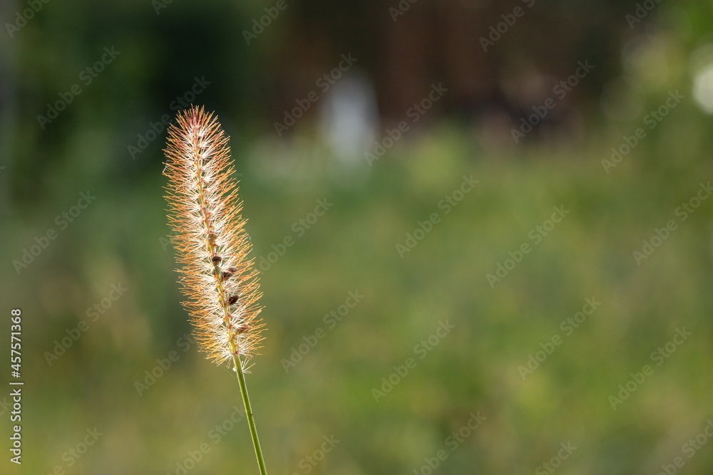 One spikelet on a blurred green background in the rays of side light