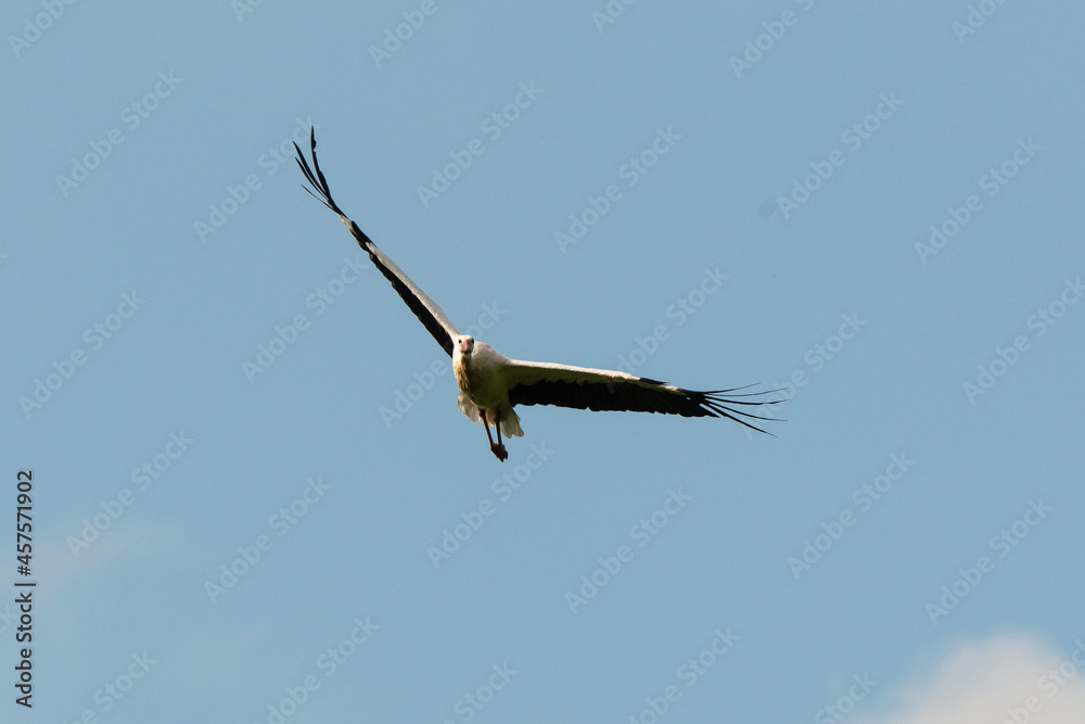 Cigogne blanche, .Ciconia ciconia, White Stork Cigogne blanche, .Ciconia ciconia, White Stork