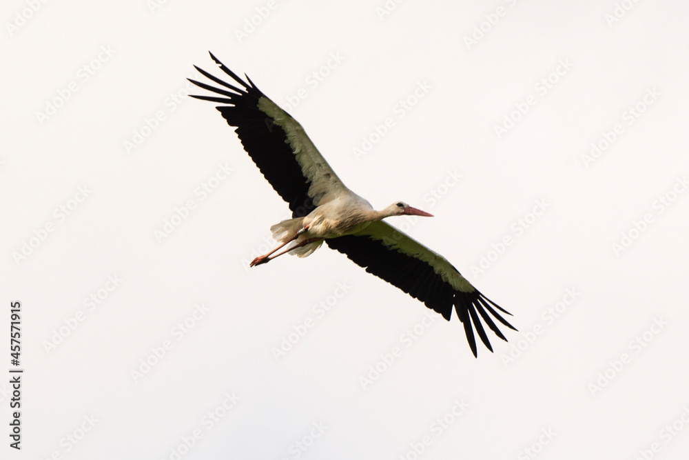 Obraz premium Cigogne blanche, .Ciconia ciconia, White Stork