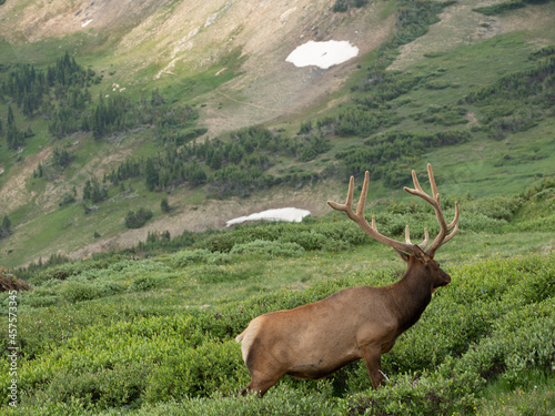 Bull Elk grazing and wondering around high altitutde tundra and alpine meadow in the Rocky Mountains