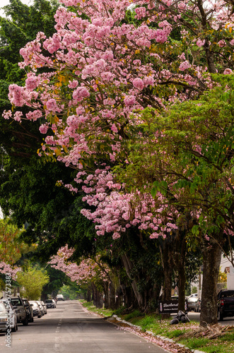 blossom in spring © Taubatex Imagens