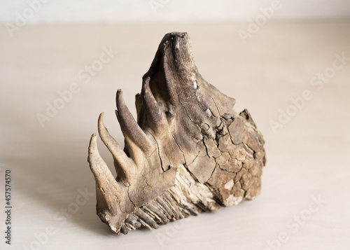  mammoth tooth with roots on  gray background. Fossilized remains of extinct herbivores. Paleontological exhibits.