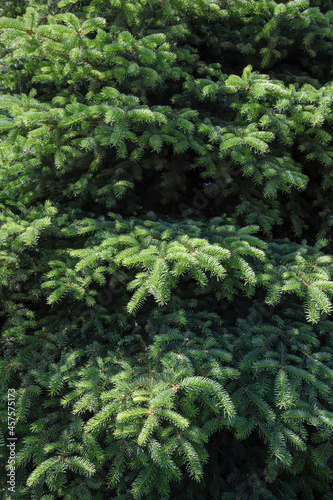 Texture of green spruce branches, vertical frame
