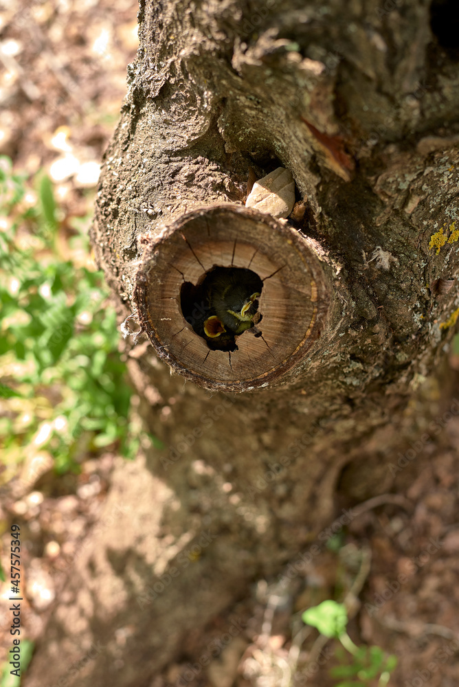 Two small birds in a nest inside a tree Two small birds in a nest inside a tree