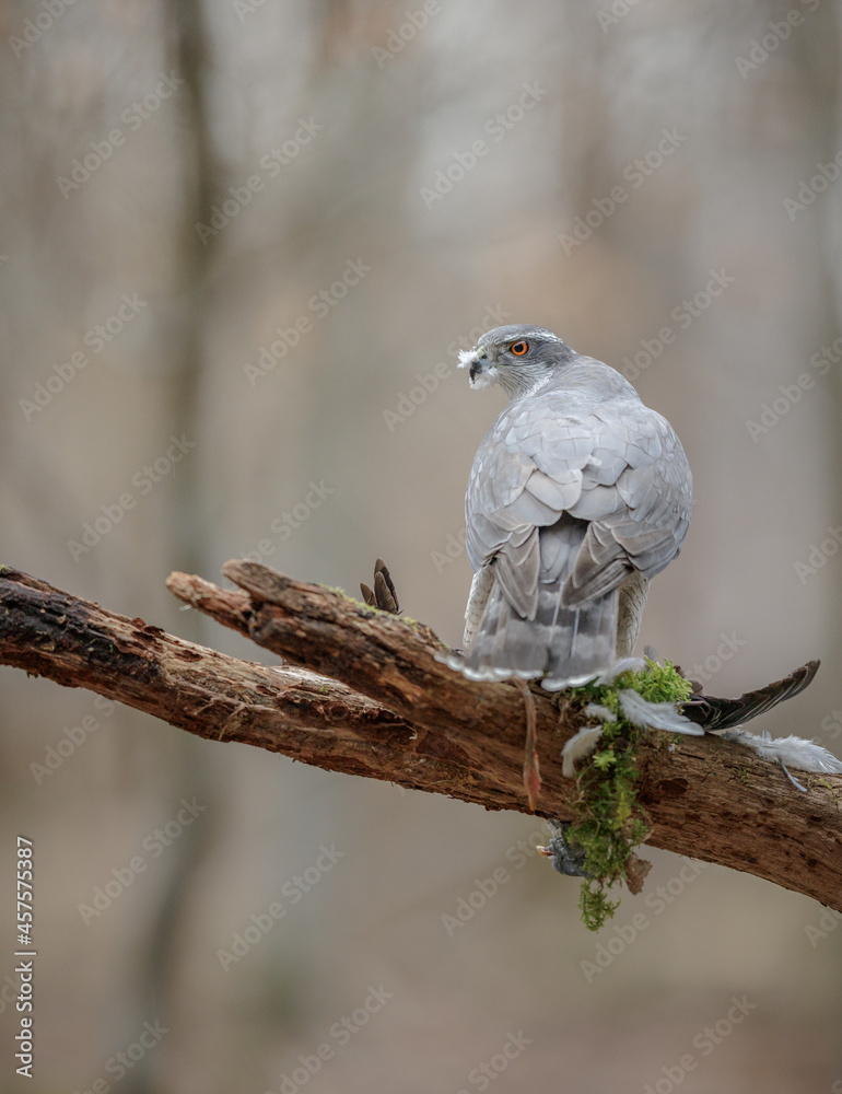 Environmental goshawk showing surroundings Environmental goshawk showing surroundings