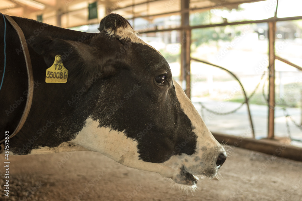 Milk cow.