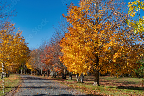 Sugar maples in their fall splendor line a path.