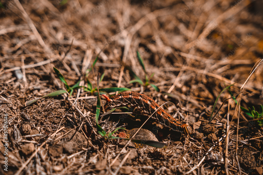A large orange caterpillar on the ground A large orange caterpillar on the ground