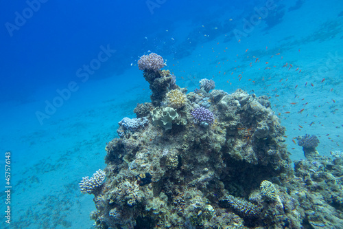 Colorful  picturesque coral reef at the bottom of tropical sea  hard corals  underwater landscape