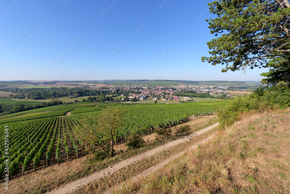 Vineyards in the hill of Chablis village