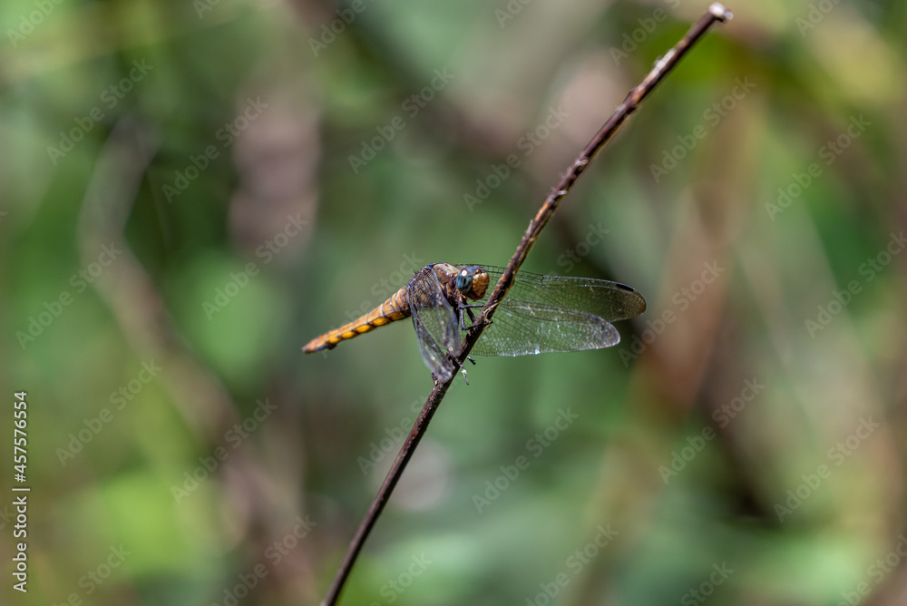 The resting Dragonfly docked at the branch tip in the dark background. The resting Dragonfly docked at the branch tip in the dark background.