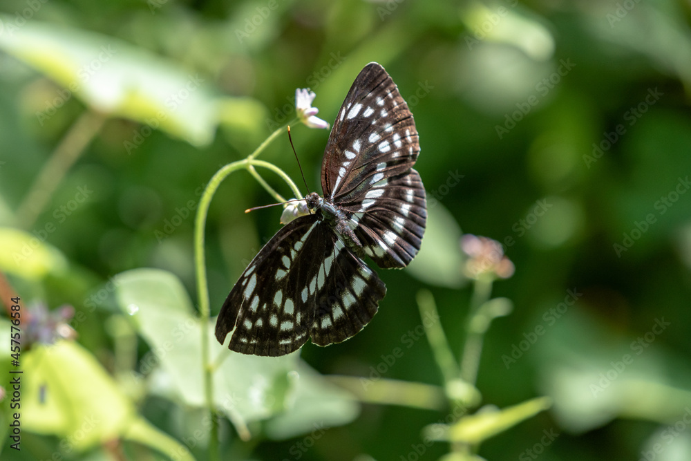 Black and white butterflies with sunlight in the forest. Black and white butterflies with sunlight in the forest.