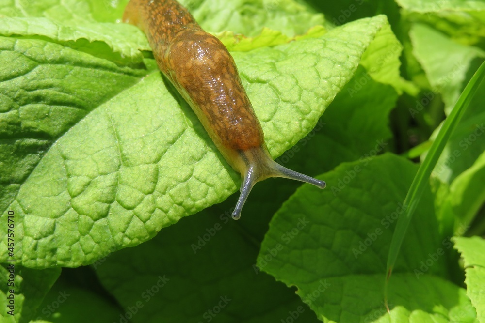 Ταπετσαρία Brown slug in the garden on natural background