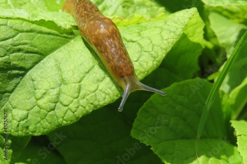 Brown slug in the garden on natural background photo