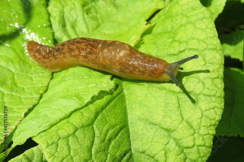 Orange slug on green leafs in spring garden, closeup photo