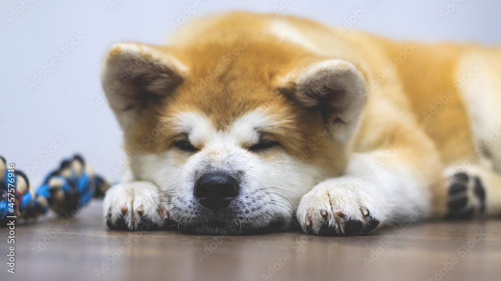 Pedigree dog Akita Inu close-up in the interior. The Akita Inu puppy is sleeping. Pedigree dog Akita Inu close-up in the interior. The Akita Inu puppy is sleeping.