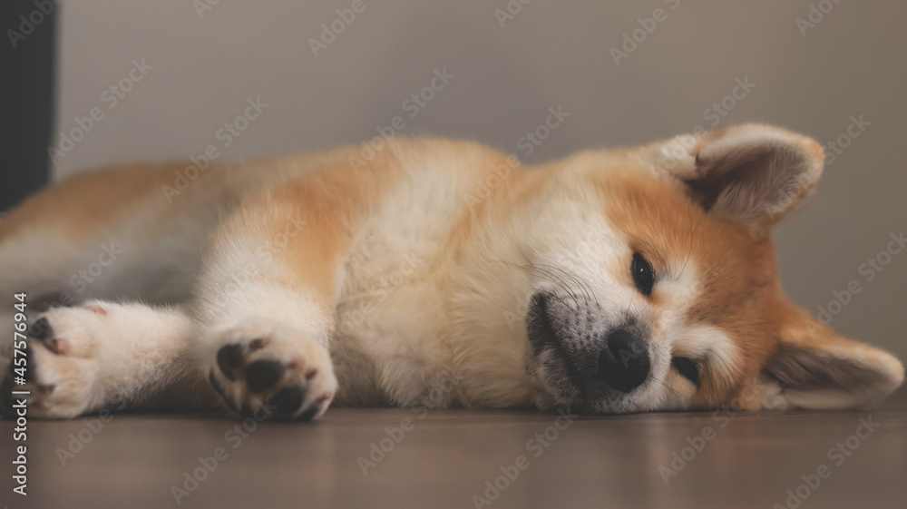 Pedigree dog Akita Inu close-up in the interior. The Akita Inu puppy is sleeping. Pedigree dog Akita Inu close-up in the interior. The Akita Inu puppy is sleeping.